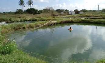 Imagem: 68.000 m² em brejinho com criação de