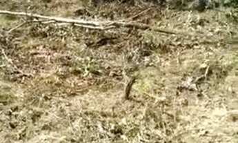 Imagem 4: Granja Terreno / lote com venda por R$14.900