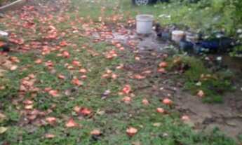 Imagem 7: Alugo quarto e sala em Vida Nova