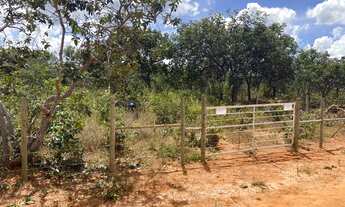 Imagem 3: Ótimo terreno plano com pés de pequi