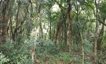 Imagem 3: Sítio taquara Chácara com venda por R$54.000