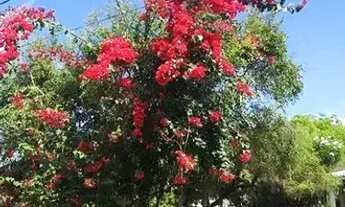 Imagem 6: Casa com 3 dormitórios para alugar, 600 m² por R$ 5.800,00/mês - Barra do Jacuípe - Camaça