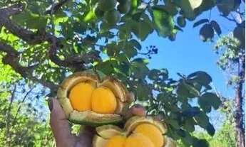 Imagem 2: Chácara à Venda em Piracanjuba - GO