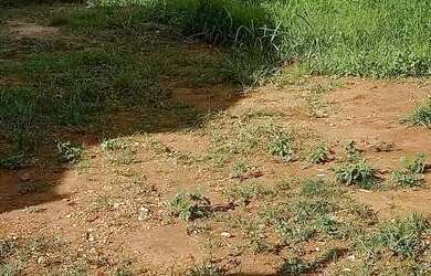 Imagem 4: LOTE 300M² BRISAS DA MATA,GOIÂNIA