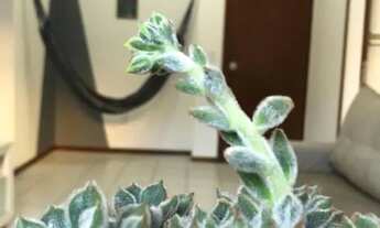 Imagem 7: Apartamento para Locação em Florianópolis, Saco Dos Limões, 2 dormitórios, 1 suíte, 2 banh