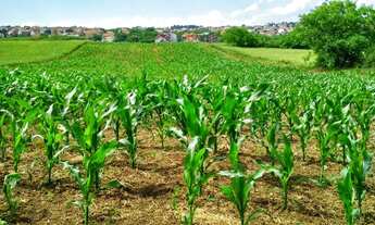 Imagem: AF- Fazenda entrada R$16.500