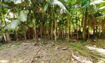 Imagem 4: Sítio à venda, 23834 m² por R$ 250.000,00 - Patrimônio - Massaranduba/SC