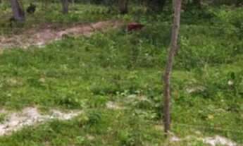 Imagem 4: Vendo terreno na barreira