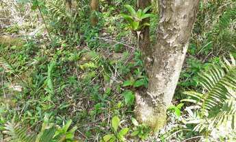 Imagem 7: Ótimo Terreno na Área Rural de Itanhaém 38,75m X 65.10m