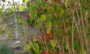 Imagem 6: Terreno - Chácara Primavera - Campinas