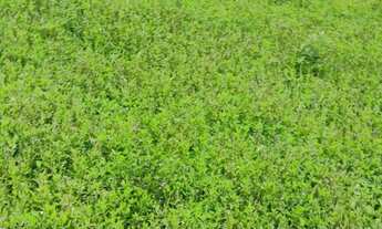 Imagem: Chácara em Antonina 12.375,27 m2