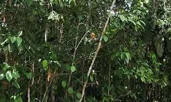 Imagem: Lote, Residencial Praia dos Passarinhos