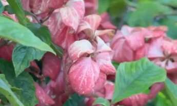 Imagem 3: Fazenda em região privilegiada! Verde, nascentes, lago, benfeitorias e muito mais! Aprovei