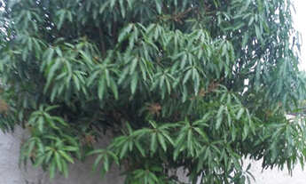 Imagem 3: Alugo Casa 100 m² - Casa na cidade com jeito de Chácara