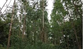 Imagem 6: Fazenda Na nossa senhora da guia