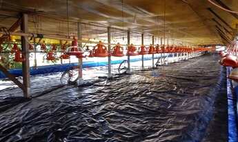 Imagem 6: Oportunidade Sítio Criação Frangos Ibiporã