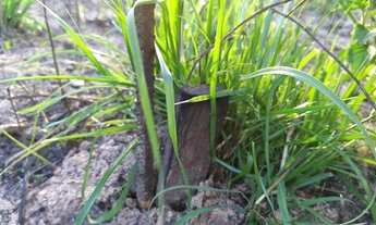 Imagem 4: Lote de 420 M² Loteamento Extensão do Serramar