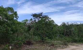 Imagem 2: Chácara 4000m², Muito Arborizada, Energia, Local Agradável, Entre Guapó/Aragoiânia