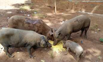 Imagem 5: Sitio Lago Minaçu