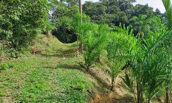 Imagem 7: Sítio 10 Alqueires Produção Pupunha, Topografia Montanhosa (Willian Ricardo