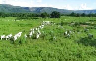 Imagem 3: Fazenda para Venda em Posse, Posse, 6 dormitórios, 3 suítes, 4 banheiros