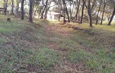 Imagem 2: Sitio 5.5 alqueires em Uchoa 2,5km rodovia- valor 550 mil