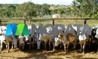 Imagem 3: BURITIZEIRO - Fazenda - Zona Rural