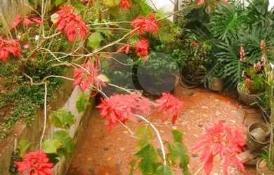 Imagem 7: São Paulo - Casa Padrão - CASA VERDE