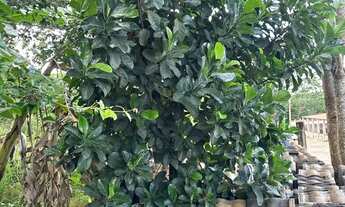 Imagem 6: Lote no jardim botânico Itaipu 7 próximo ao ouro vermelho 1