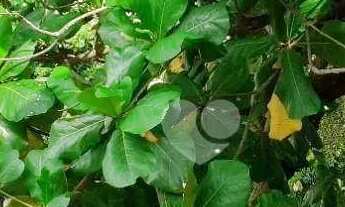 Imagem 3: Santa Teresa parte baixa, predio pequeno e charmoso, 1 quarto, 380 mil