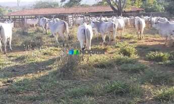 Imagem 2: FAZENDA À VENDA - 454 HECTARES - REGIÃO DE BOCAIUVA (MG