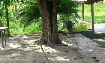 Imagem 5: Vende se chácara no são João 1