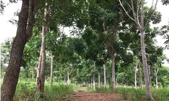 Imagem 5: Fazenda Na nossa senhora da guia