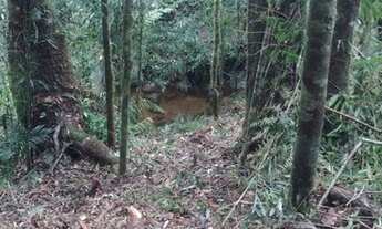 Imagem 6: Chácaras 4,7 alqueires. Escritura e Registro. Auto suficiência. Saia da cidade