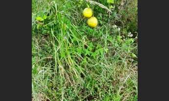 Imagem 3: Propriedade a 13 km de salgado