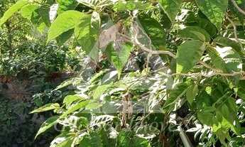 Imagem 4: Terreno em Parque Boa Esperança - Mauá, SP