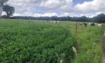 Imagem 4: Fazenda para Venda em Cristianópolis, Zona Rural