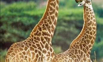 Imagem 3: TERRENO para Venda JARDIM CHAPADÃO, CAMPINAS