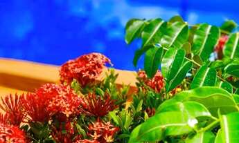 Imagem 3: CAMACARI - Chácara - BARRA DO JACUIPE