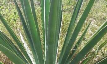 Imagem 3: TERRENO RESIDENCIAL em CAMAÇARI - BA, COQUEIROS DE AREMBEPE (ABRANTES