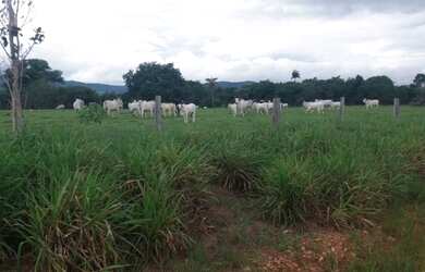 Imagem 7: Fazenda - Pau D'arco (TO