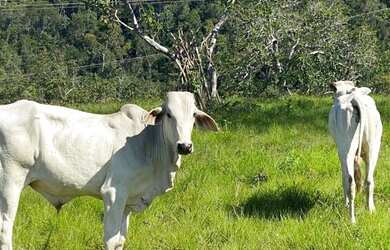 Imagem 6: Fazenda top em Alagoinhas