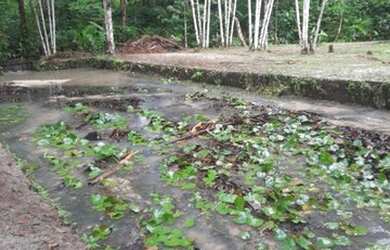 Imagem 2: Vendo Sítio em Santa Barbara (Aceita Carro como Parte do Pagamento