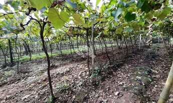 Imagem 3: VALE DOS VINHEDOS (BENTO GONçA - Chácara - Vale Dos Vinhedos