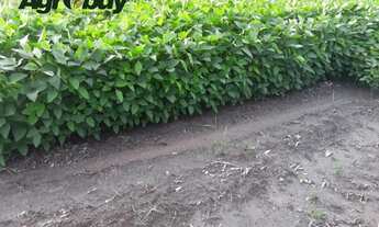 Imagem 2: Fazenda no Município de Carolina ma