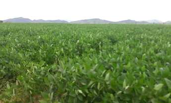 Imagem 5: Fazenda - Novo Planalto (GO