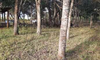 Imagem 3: Sitio 5.5 alqueires em Uchoa 2,5km rodovia- valor 550 mil