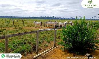 Imagem 7: FAZENDA 285 HECTARES TODA FORMADA EM PASTO
