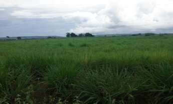 Imagem 2: Fazenda - Pau D'arco (TO