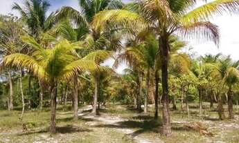 Imagem 7: Sítio em Salinas-BA 120.000 m² e Sobrado em área urbana 2.880m²